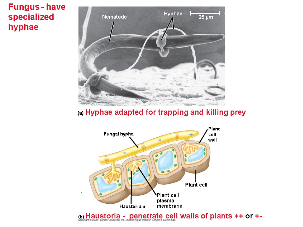 Fungus - have specialized hyphae (b) Haustoria - penetrate cell walls of plants ++